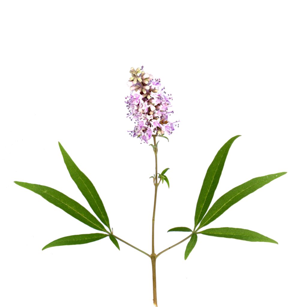 Agnus castus (also known as chaste tree, or chasteberry) is a deciduous shrub or small tree that grows in warm climates. It is prized for its medicinal properties, especially in regulating hormonal imbalances.