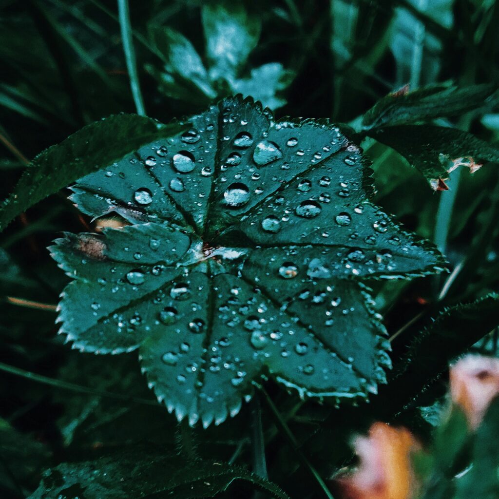 Alchemilla, commonly known as Lady's Mantle, is a perennial herb belonging to the Rosaceae family. It is native to Europe and Asia but can also be found in some parts of North America. Alchemilla is best known for its distinctive fan-shaped, serrated leaves that often catch droplets of dew, which were historically thought to have magical properties by alchemists, hence the name "Alchemilla.