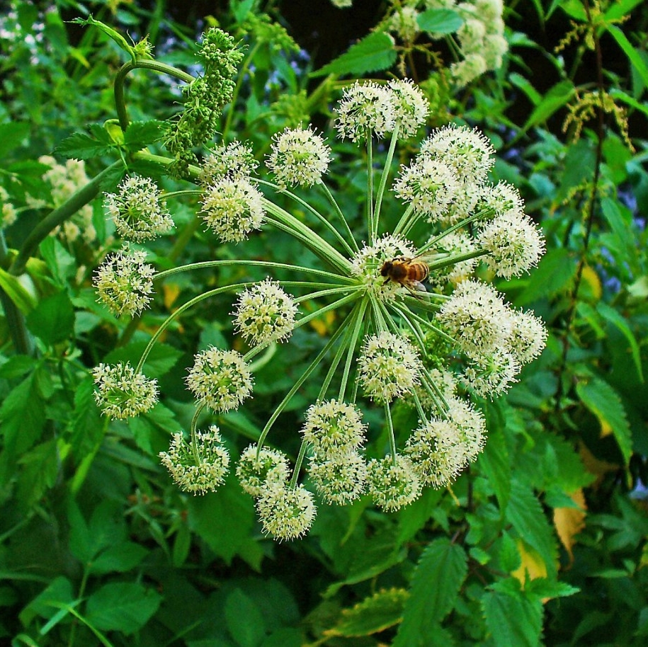 Historically, Angelica has been valued for its medicinal and spiritual properties in Europe, especially in northern regions like Scandinavia. Its uses ranged from digestive and respiratory remedies to protection against plague and evil spirits. As European settlers arrived in America, they brought Angelica with them, where it became part of the early American folk medicine tradition. Although not as commonly used today, it remains a valuable herb in herbal medicine, aromatherapy, and natural remedies.